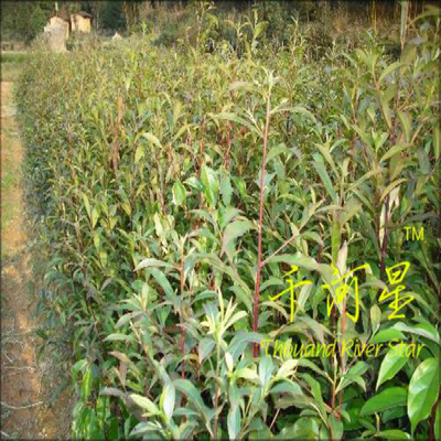 山杜英丹桃树苗地栽福建造林绿化园林风景常绿植被恢复抗污染矿山