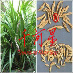 山河星 淡竹叶麦冬树苗 刺草原生野膳养凉茶野草自挖福建中野草