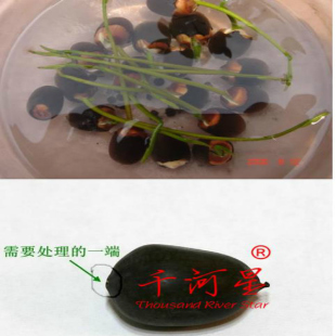 建莲种子太空红花白莲子铁碗莲蓬藕种苗荷花闽三明建宁建选35号31