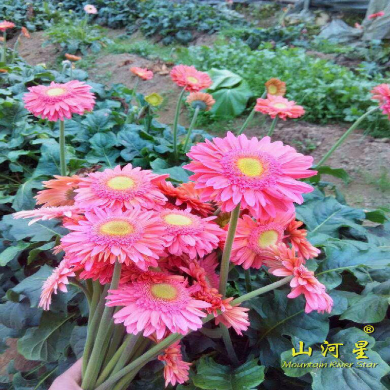 闽清流非洲菊闽花店红各色粉色求爱情人节庆鲜花花卉家居装饰花农