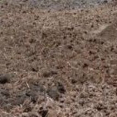 草木灰 草灰 稻 通用果蔬菜 泥 营养土 腐植土 草炭 花土钾有机肥