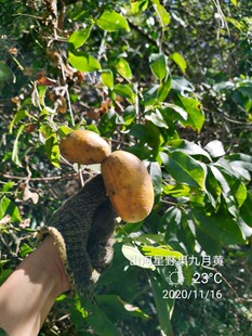 现摘现发4斤装野生九月瓜八月瓜八月炸牛卵坨拿藤包5木通果牛哈卵