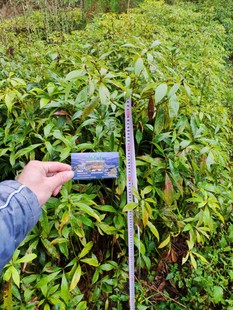 闽楠 小叶桢楠 金丝楠木 树苗 种子苗 四川红木福建三明滇润香紫