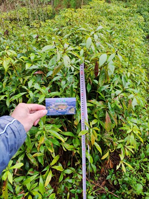 闽楠 小叶桢楠 金丝楠木 树苗 种子苗 四川红木福建三明滇润香紫