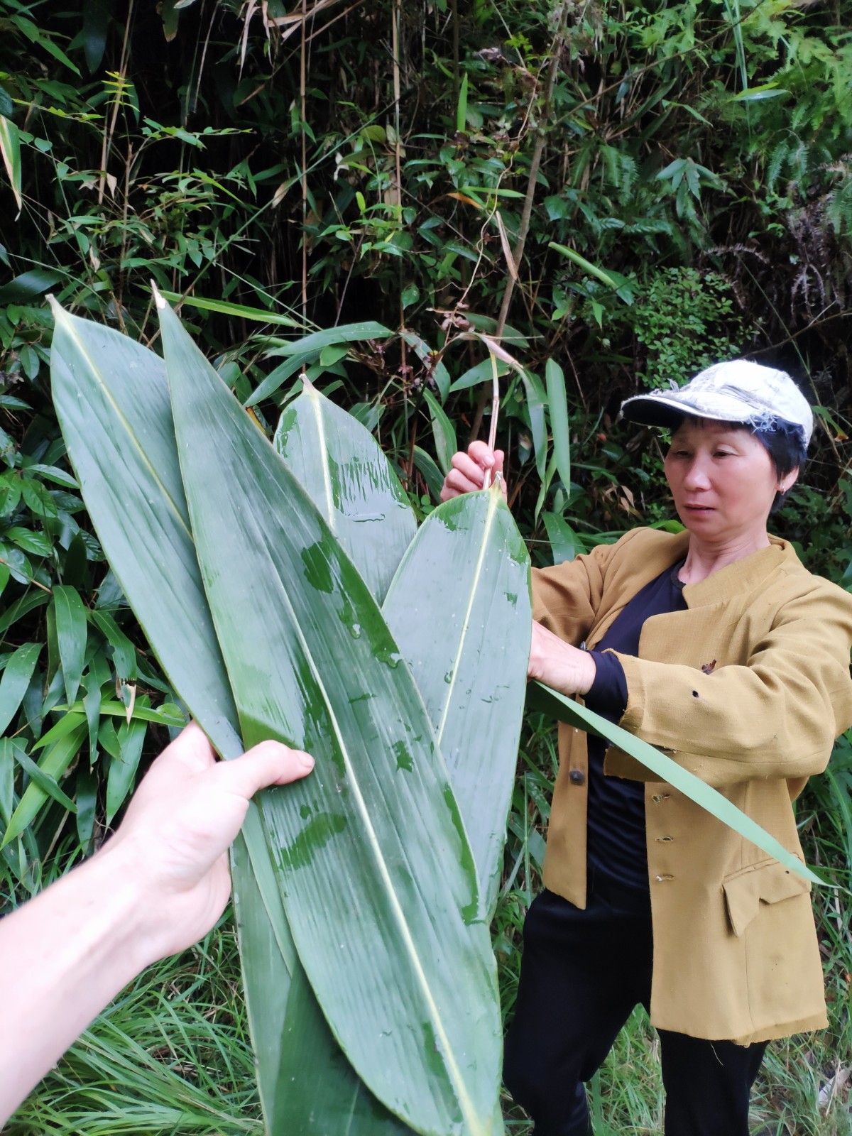 原始森林新鲜粽叶农家土野生自然包粽子皮竹子箬叶大肉粽子叶50张