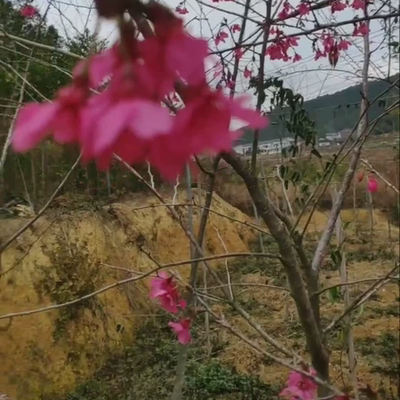 樱花树苗中国红福建山樱花苗台湾绿化红粉佳人三明清流赖坊樱花苗