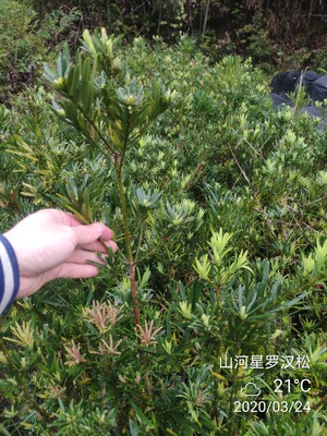 山河星狭叶雀舌小米叶 罗汉松 苗 树苗绿化盆景盆栽绿植金钻红芽