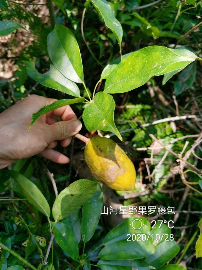 山河星新鲜野果孕妇水果木通果土货木瓜罗牛藤果包牛卵果坨九月瓜