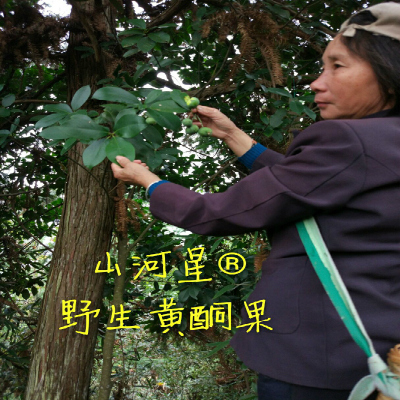 闽原始森林野水果野草木竹子山竹黄牙果竹节子酸竹桔酸桐子竹桔子