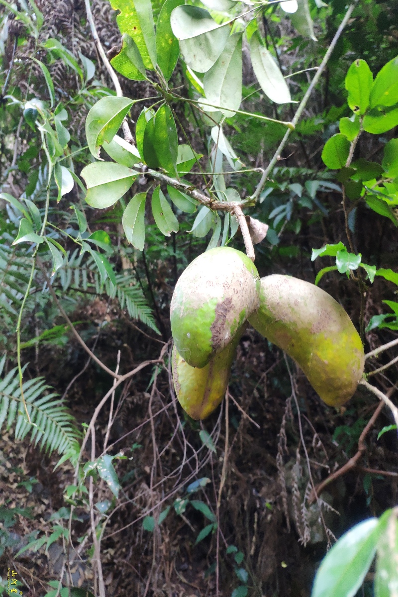 4斤装野生水果九月瓜八月瓜野果牛哈卵拿藤包木通果牛卵坨八8月炸