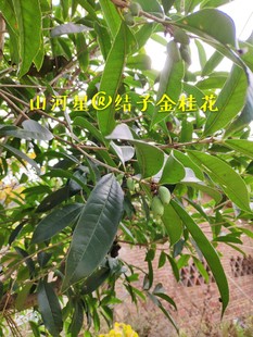 结子八月金桂花苗四季丹桂状元红日香桂树苗珍贵黄金观赏香花绿化