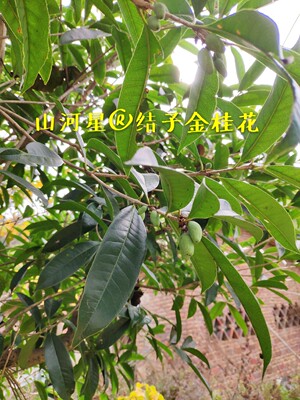 结子八月金桂花苗四季丹桂状元红日香桂树苗珍贵黄金观赏香花绿化