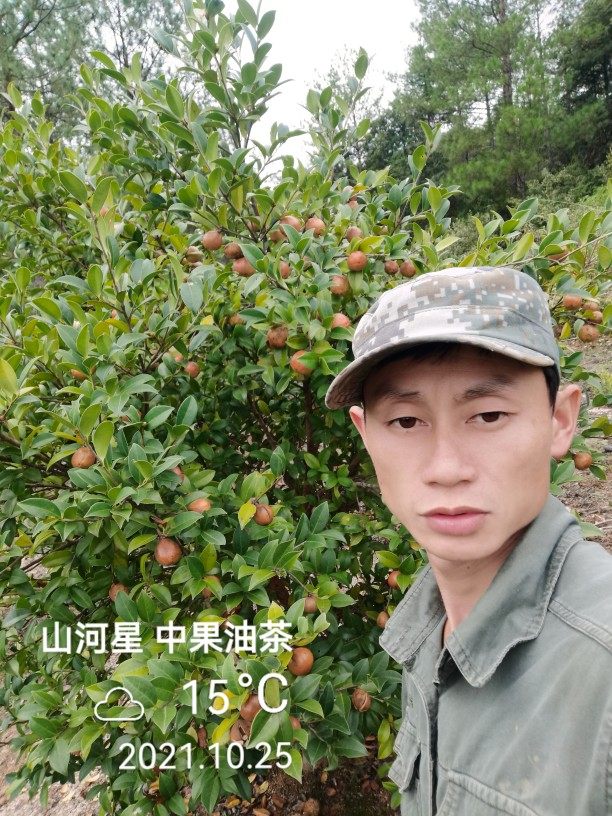杂交中果高产油茶树苗种子山茶油果苗白花卉林木龙眼油茶籽苗福建