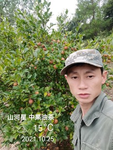 高产油茶树苗种子山茶油果苗矮化软枝白花卉林木龙眼油茶籽苗福建