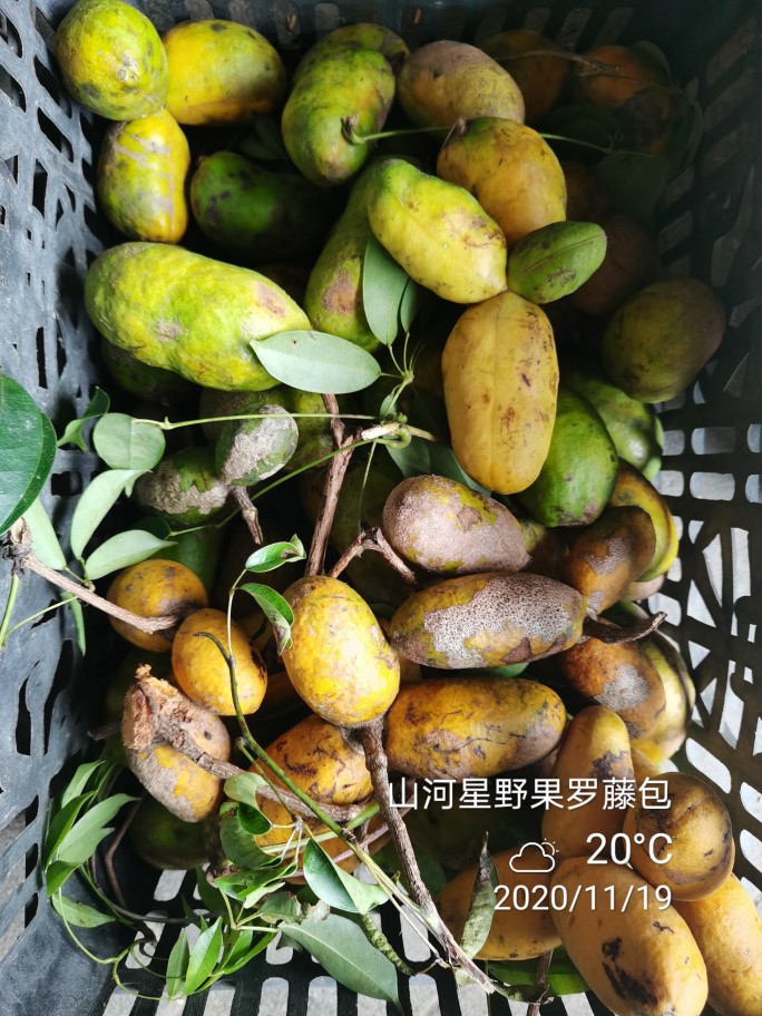 山河星土货野生拿藤果牛软坨八月瓜炸九月黄木通果新鲜野果4斤装