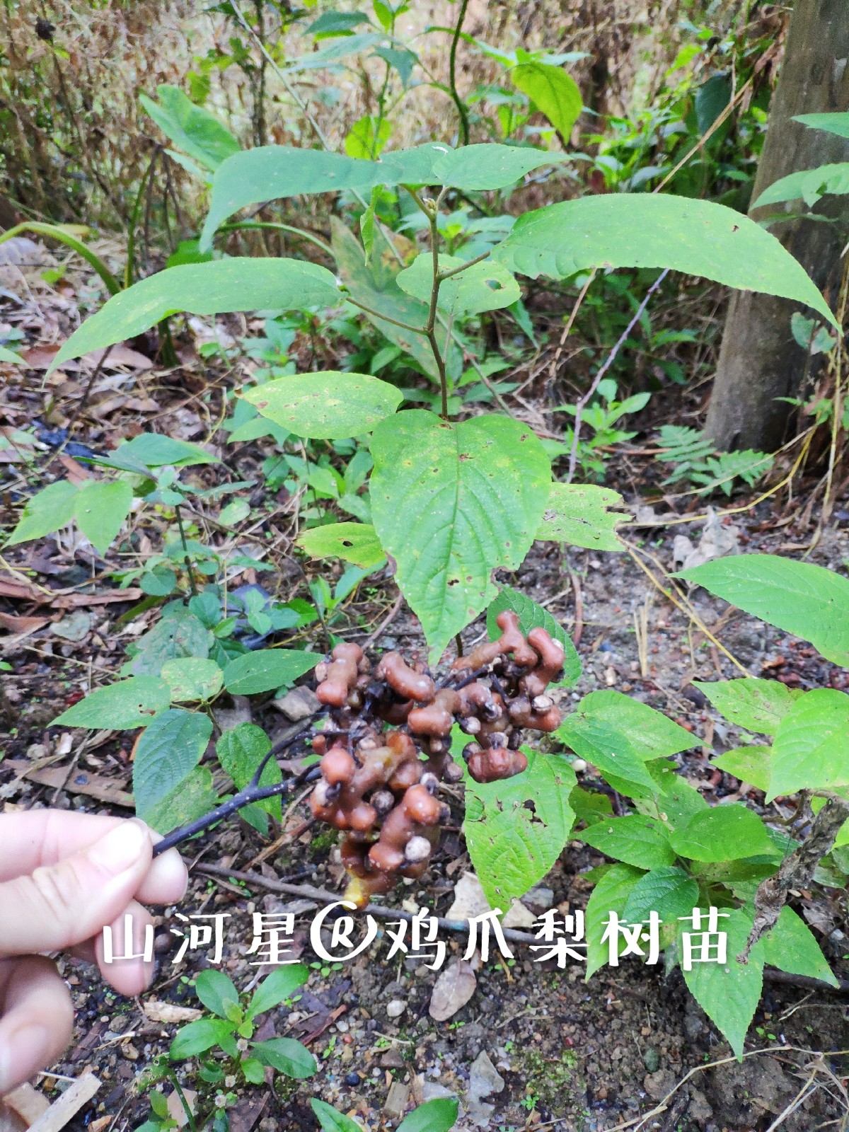 山河星奇怪野果树苗万寿果