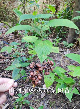 山河星奇怪野果树苗万寿果