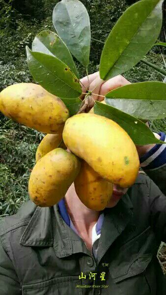 山河星野果新鲜八月瓜水果紫宝