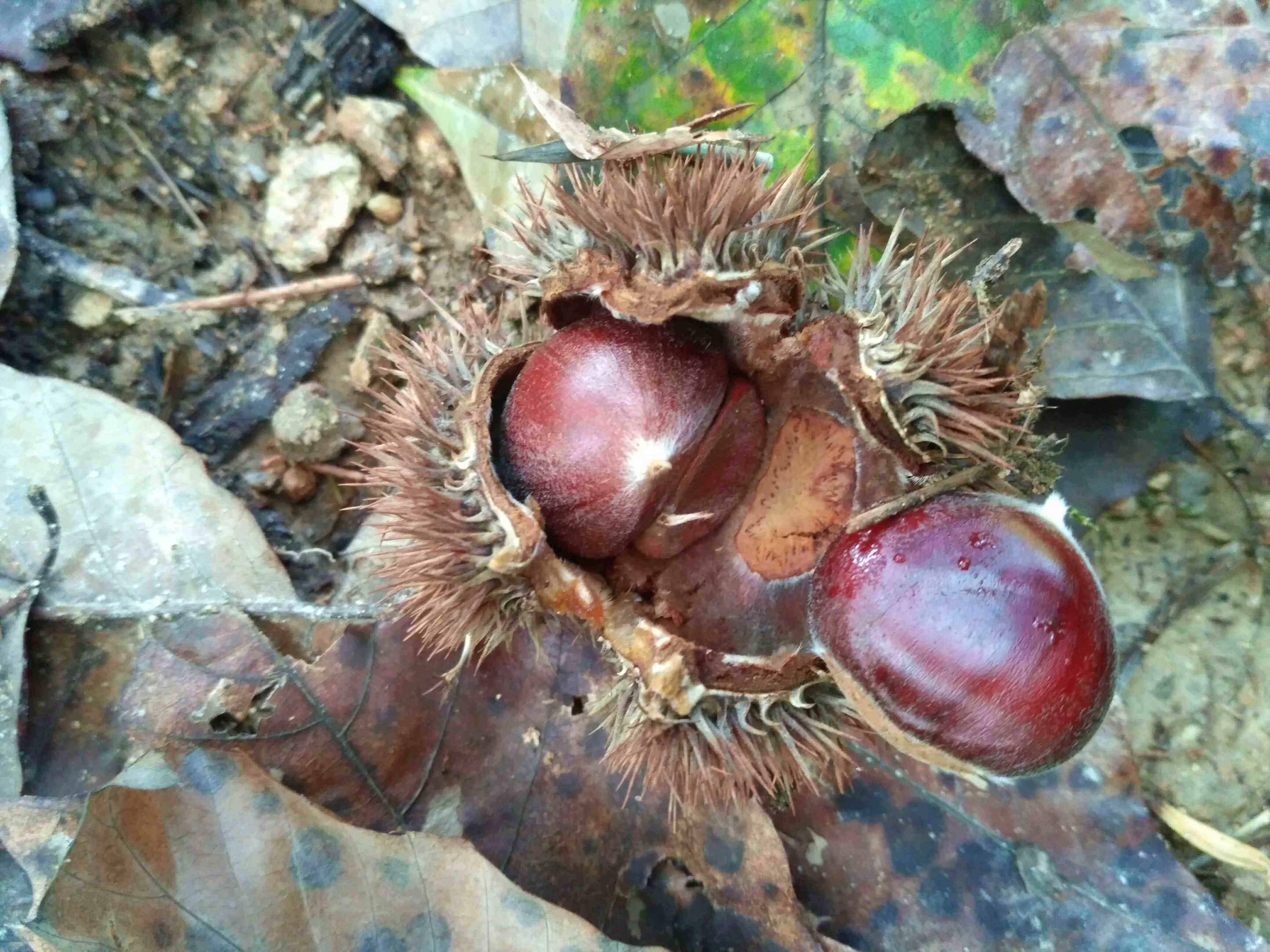 山河星新鲜带壳板栗锥形生栗子当季油栗毛板栗仁野生锥栗蔬菜福建