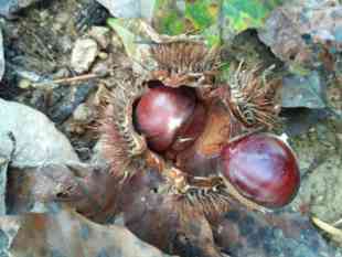 山河星新鲜带壳板栗锥形生栗子当季油栗毛板栗仁野生锥栗蔬菜福建