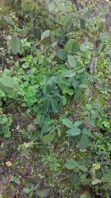 黄檀苗 红豆树苗 花榈木 树苗福建三明清流 相思豆 花卉苗木植物