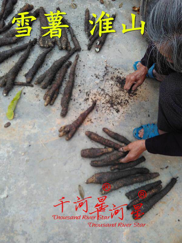 山河星 淮山 雪薯 新鲜带皮清流沙芜深山食品蔬菜福建野菜山芋2斤