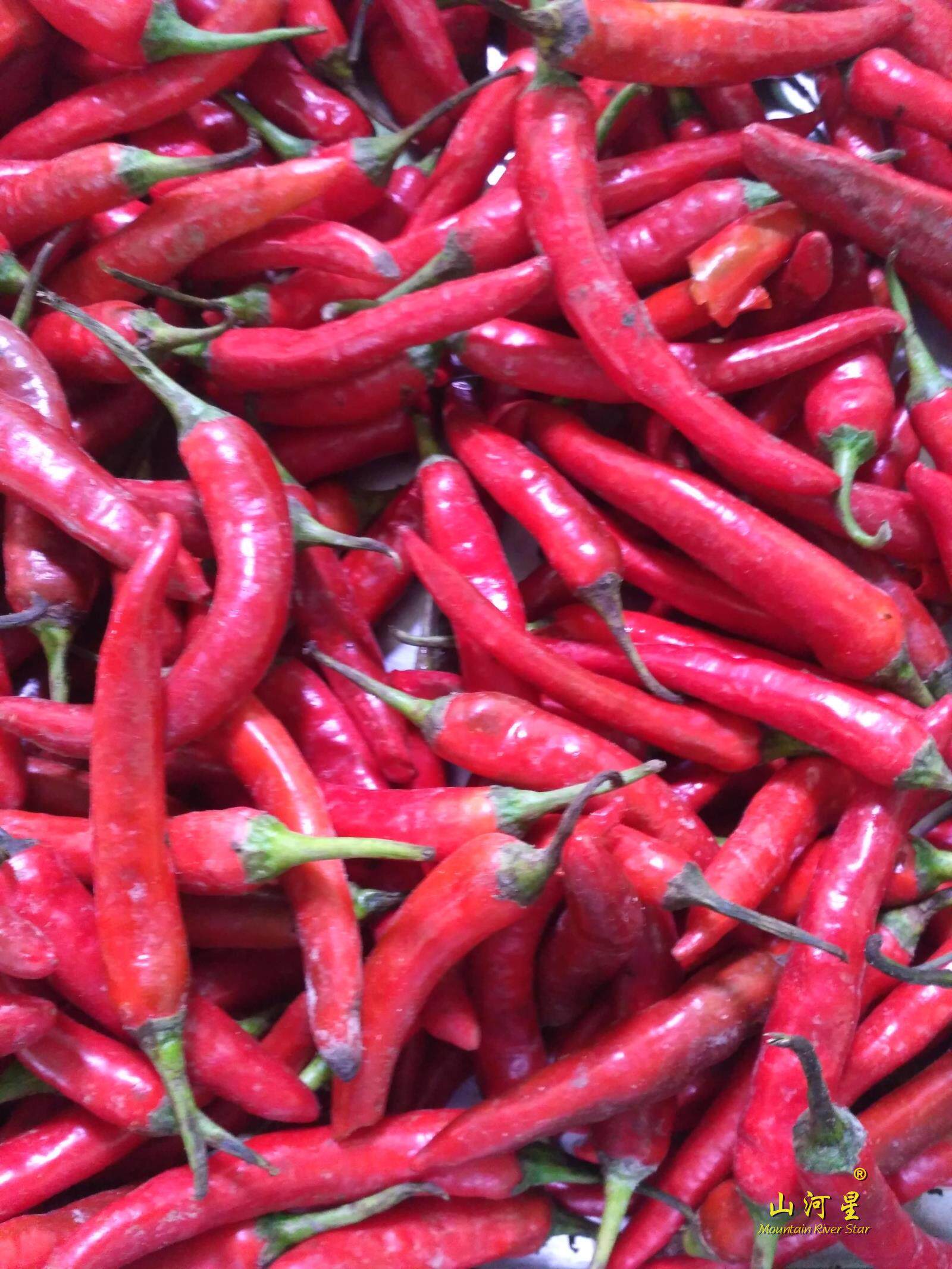 新鲜小米椒红辣椒朝天椒鲜辣椒指天椒鲜辣椒小米辣小尖椒农家1斤