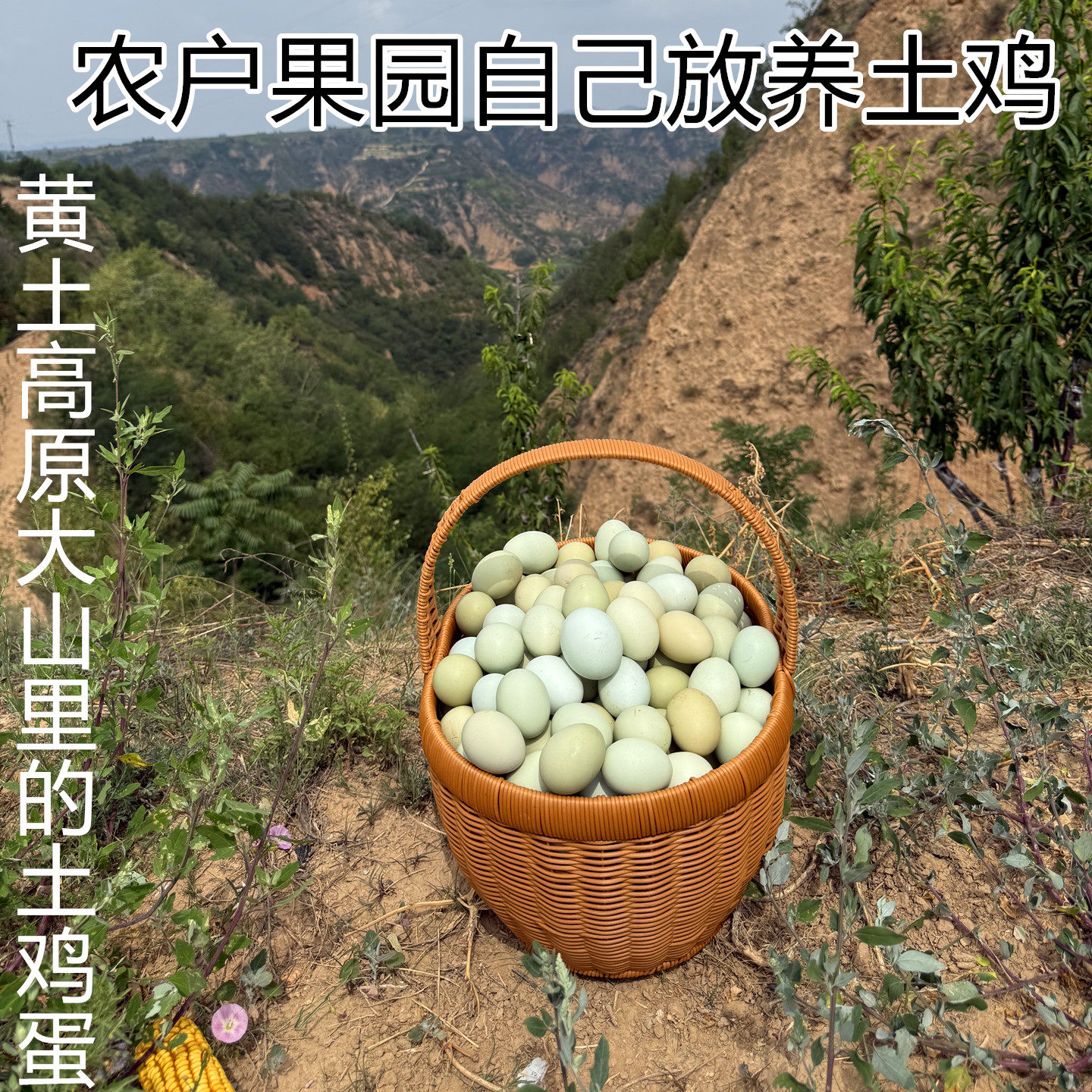 隰县正宗新鲜土鸡蛋农户散养果园生态放养跑山鸡绿壳土鸡蛋笨鸡蛋