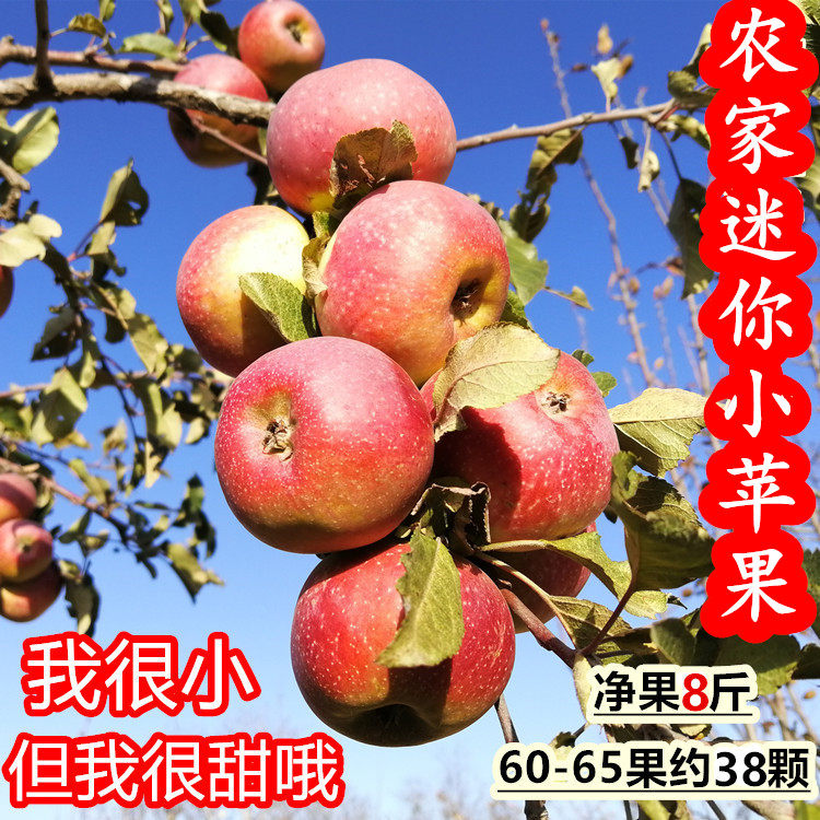 隰县 冰糖心丑苹果 新鲜迷你小苹果 袖珍小苹果 小孩喜欢吃的苹果