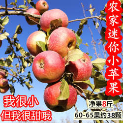 隰县 冰糖心丑苹果 新鲜迷你小苹果 袖珍小苹果 小孩喜欢吃的苹果