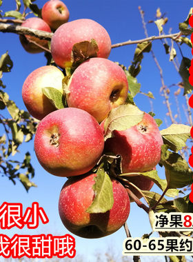隰县山西隰县小孩喜欢吃的苹果