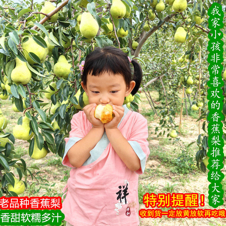 山西当季新鲜葫芦梨5斤包邮