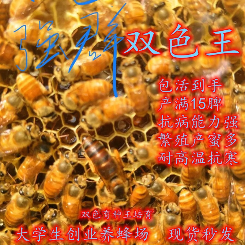 广西中蜂王阿坝纯种红背开产新王双色仓王黑色伏牛土蜂产卵活体蜂