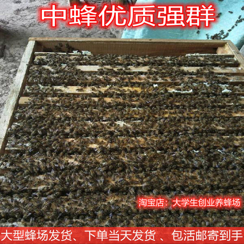活体蜜蜂蜂群带箱养殖土蜂中蜂蜂群带王带强群王中华笼蜂出售包邮