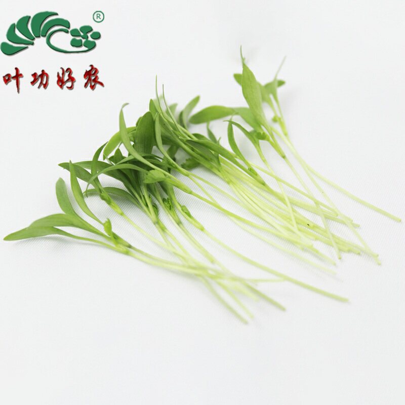 新鲜摆盘装饰芽苗 香菜苗 西餐用 20g/盒