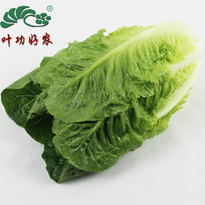 当季菜新鲜蔬菜沙拉菜罗马生菜