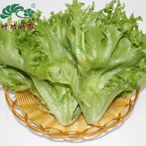 西餐蔬菜沙拉 新鲜绿叶生菜 玻璃生菜沙拉菜 500g