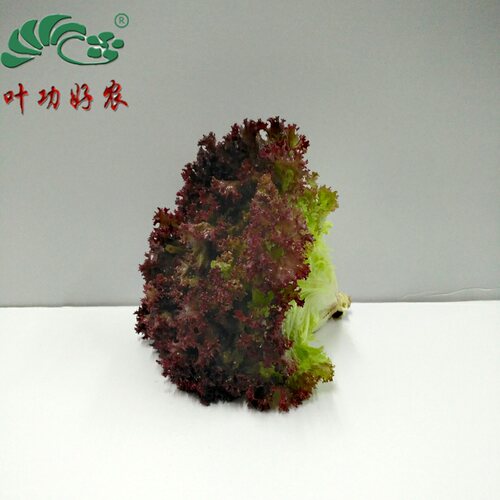 西餐厅配送沙拉凉拌红叶生菜