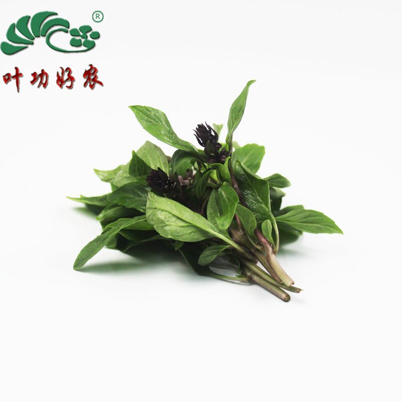新鲜食用金不换 九层塔 250g 鱼香菜 紫色杆 三杯鸡 西餐植物香料