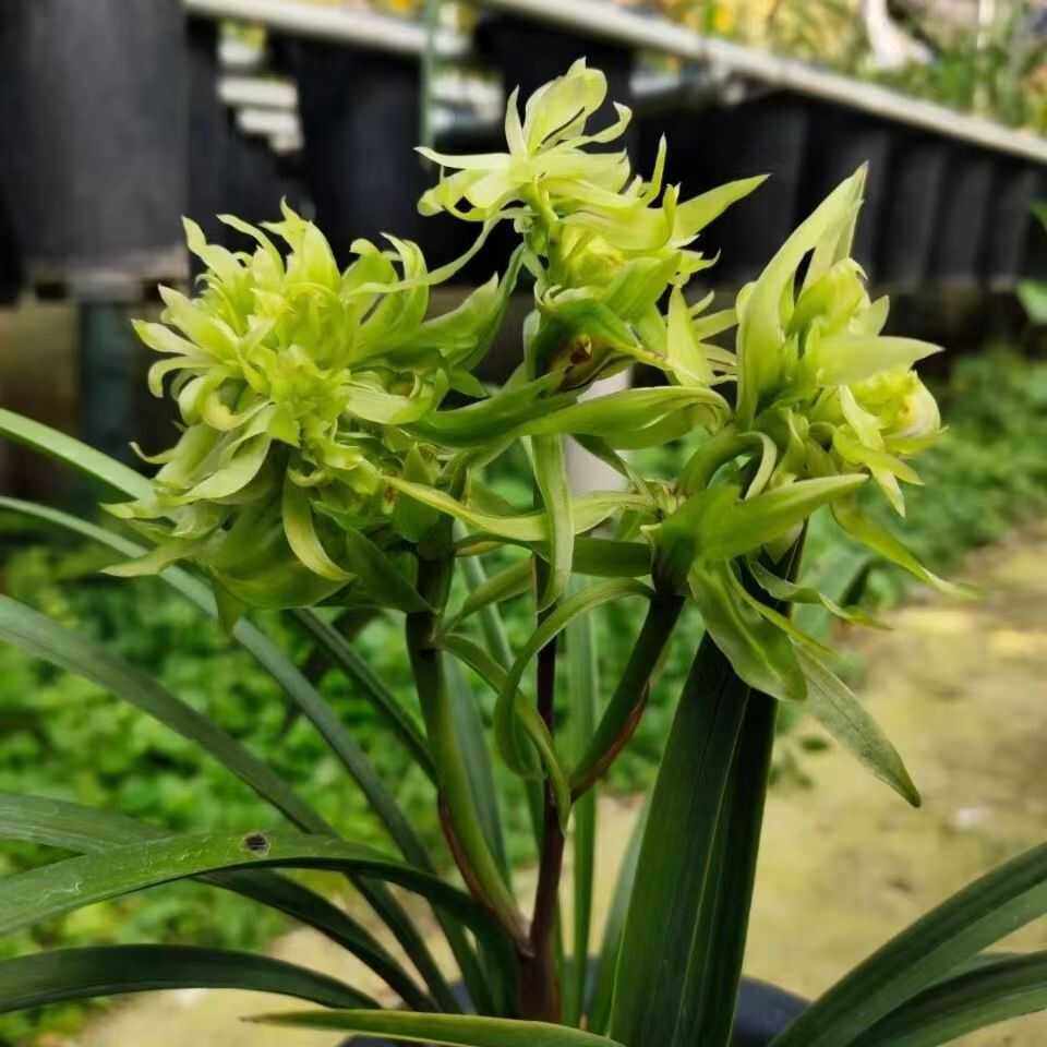 浙江【花开富贵】春兰奇花传统名贵品种浓香型兰花盆栽花卉绿植