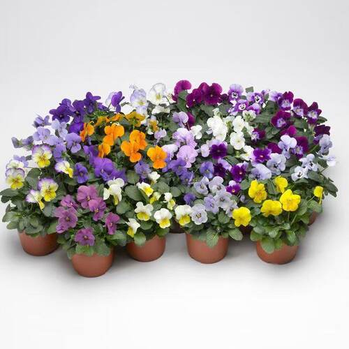 角堇三色堇带花大苗冬季室内