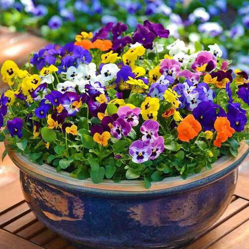 可食用】角堇花卉盆栽好养易活