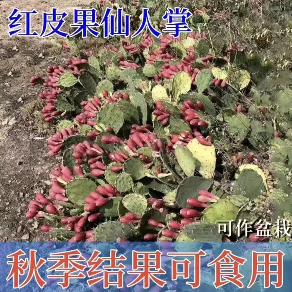 耐旱仙人掌米邦塔好养易活
