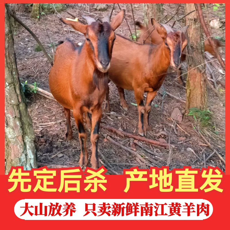 四川正宗散养南江黄羊肉带皮羊腿羊排羊腩羊脖蝎杂新鲜生羊肉5斤,水产肉类/新鲜蔬果/熟食,生羊肉,淘宝优惠券,粉丝福利购,淘宝优惠卷