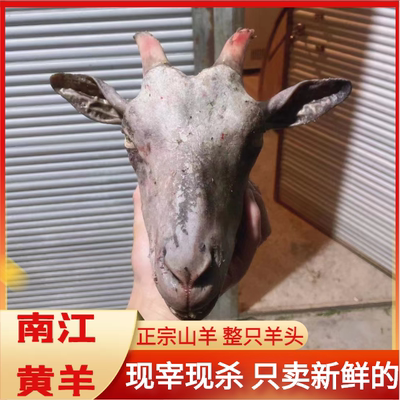南江黄羊新鲜羊头现杀的