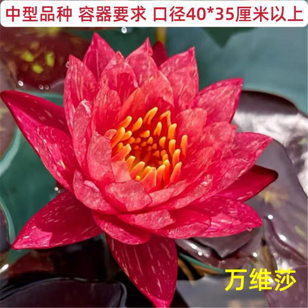 万维莎睡莲水培植物带花苞发货有