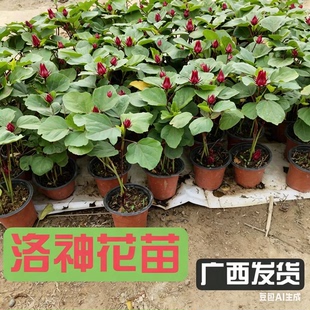 洛神花苗红桃k种苗种植专用