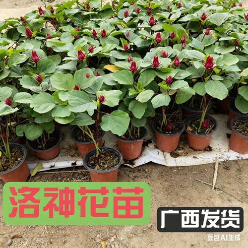 洛神花苗红桃k种苗种植专用
