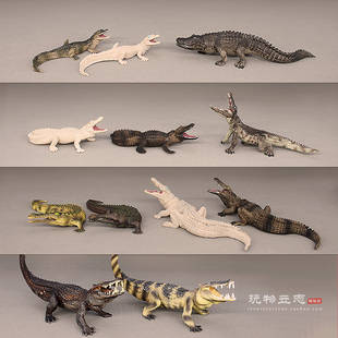 仿真爬行动物 尼罗鳄 野猪鳄 短吻鳄 变异白化鳄鱼模型摆件认知