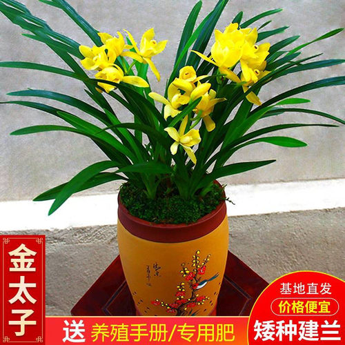 太子客厅兰花苗绿植四季